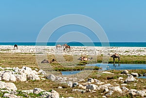 Camels on the coast, Oman