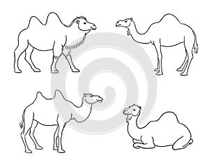 Camels in contours - vector illustration