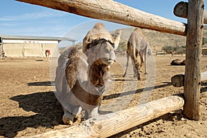 Camels in a corral on a camel farm