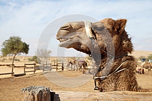 Camels in a corral on a camel farm