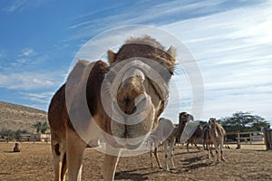 Camels in a corral on a camel farm