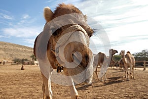 Camels in a corral on a camel farm