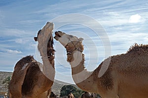 Camels in a corral on a camel farm