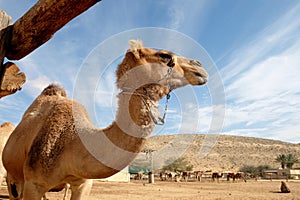 Camels in a corral on a camel farm