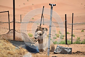 Camels in a corral on a camel farm in the UAE desert