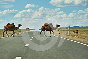 Camels cross the highway