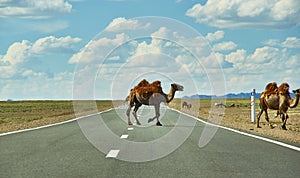 Camels cross the highway