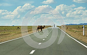Camels cross the highway