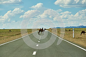 Camels cross the highway