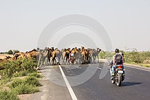 Camels crossing the highway