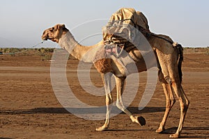 Camels Of The Danakil Depression, Ethiopia, East Africa
