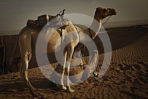 Camels at dawn in Sahara desert.