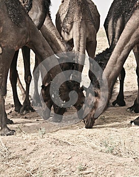 Camels in Derma SA photo