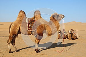 Camels in desert