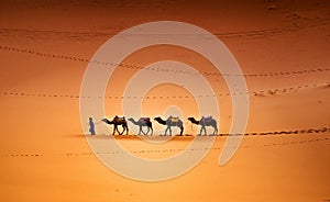 Camels in the Desert