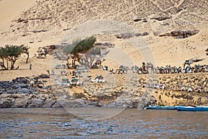 Camels in the desert photo