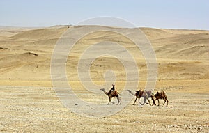 Camels in the desert