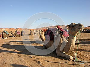Camels in the desert