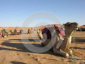 Camels in the desert photo