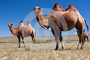 Camels on desert