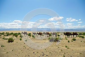 Camels in the desert