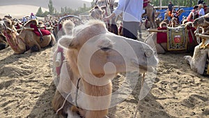 Camels in the desert