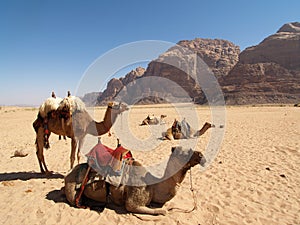 Camels on the Desert