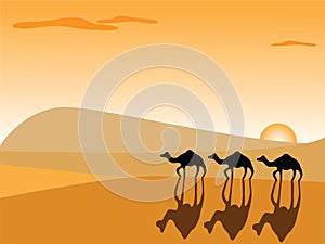 Camels in the desert