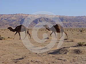Camels in desert photo