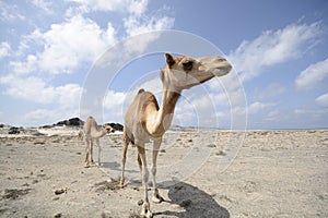 Camels on a desert