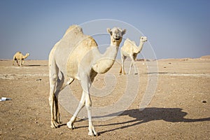 Camels in a desert