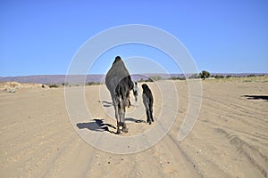 Camels in desert