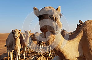 Camels in desert