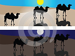 Camels in desert