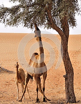 Camels in desert