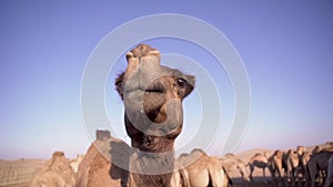 Camels in the desert. camel farm. Camels in the desert. Sahara desert. Emirates. Abu Dhabi desert.