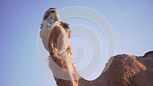 Camels in the desert. camel farm. Camels in the desert. Sahara desert. Emirates. Abu Dhabi desert.