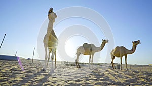 Camels in the desert. camel farm. Camels in the desert. Sahara desert. Emirates. Abu Dhabi desert.