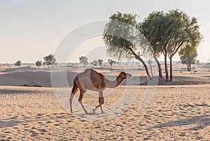 camels in the desert