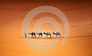 Camels in the Desert photo