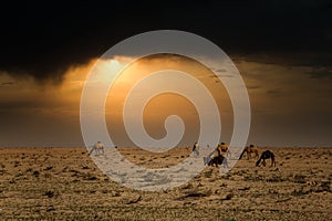 Camels on the desert dramatic sunset cloud background at Al-Sarar Saudi Arabia