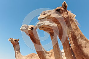 Camels in the desert