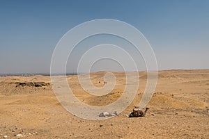 Camels in desert of the Giza pyramid complex, an archaeological site on the Giza Plateau, on the outskirts of Cairo, Egypt