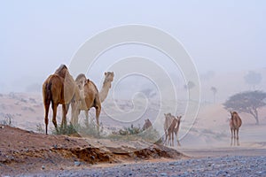 Camels on a desert highway