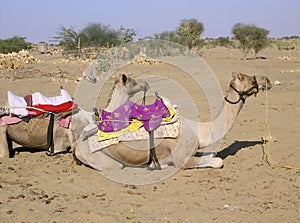 Camels in the desert II