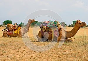 A camels in Desert,Jaisalmer, India