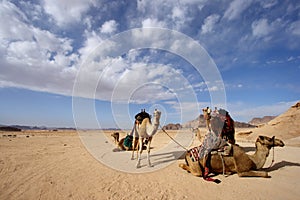 Camels in desert in Jordan photo