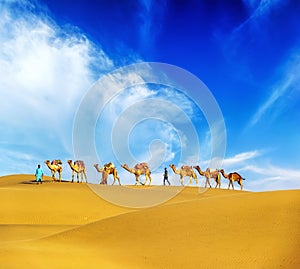 Camels. Desert landscape