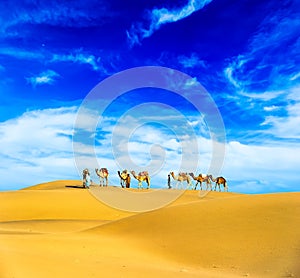 Camels. Desert landscape photo