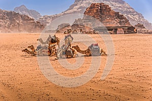 Camels in desert landscape under blue skies